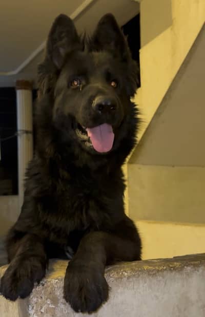 Black German shepherd male long coat