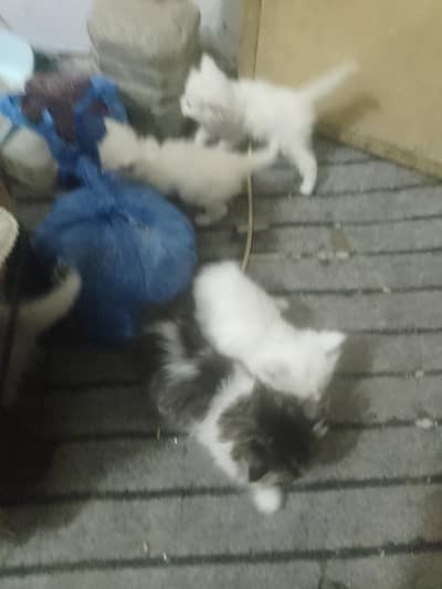 Persian breed  for sale