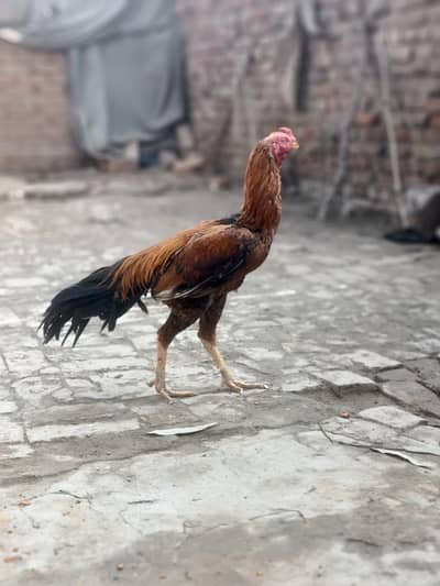 parrot beak or shamo cross patha