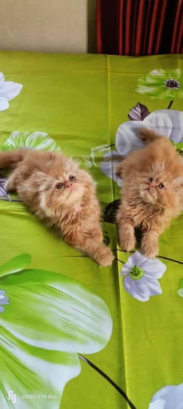 persian Kitten Available