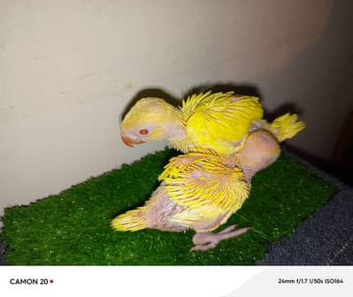 parrot chicks parrot baby for hand tamed