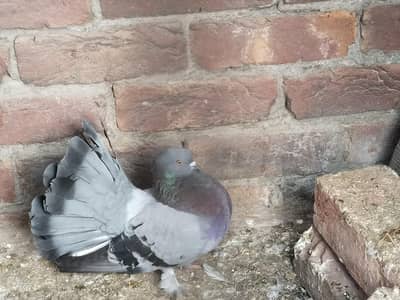 pigeon
