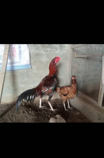 beautiful aseel pair / long height / quality