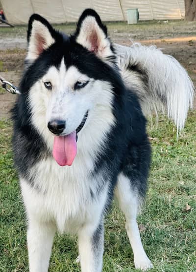 Adult breeder male siberian husky woolly coat