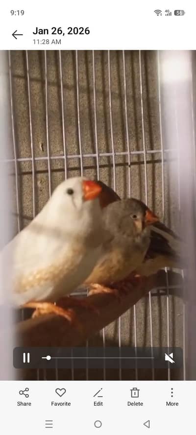 Exi Zebra Finch mutations Looking new home