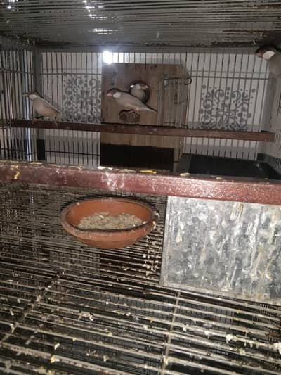 fawan javan breedar pair with eeg