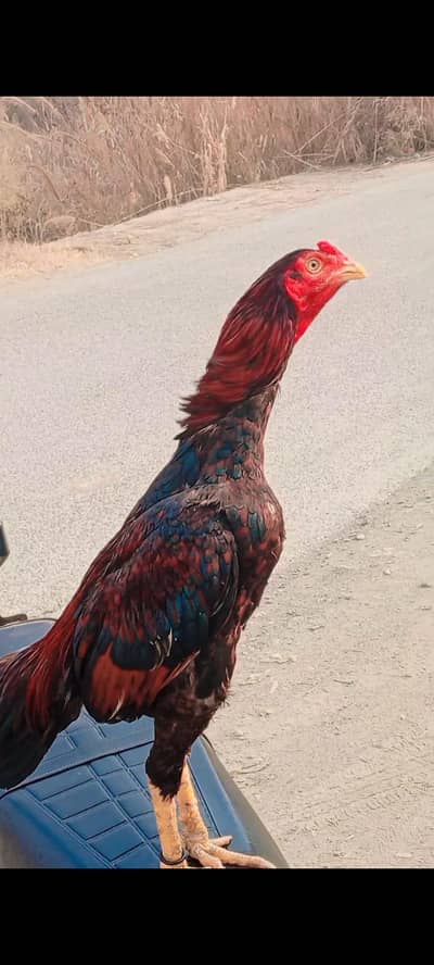 Lakha patah on sale serious log contact kery masla waly dhor rhy