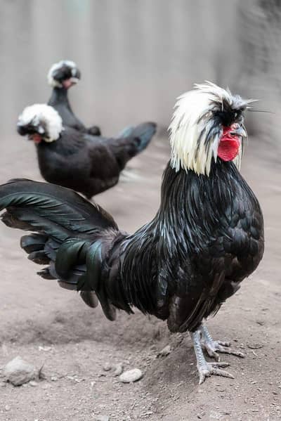 Black polish breeders for sale