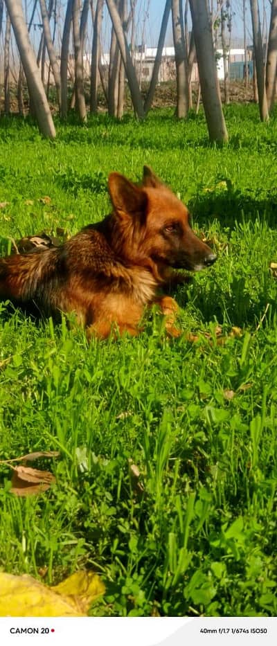 German shepherd female pure breed