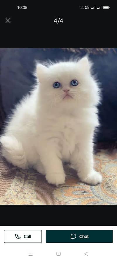 Persian cat 2 month age My WhatsApp number 0301=35.64. 795for sale