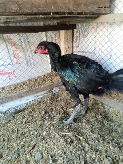 thai pakoya female 03209745706