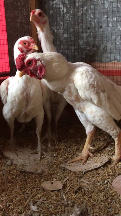 White Ko Shamo Trio Breeder egg laying