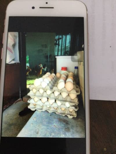 Golden n Masai hen’s