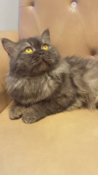 American breed black hair