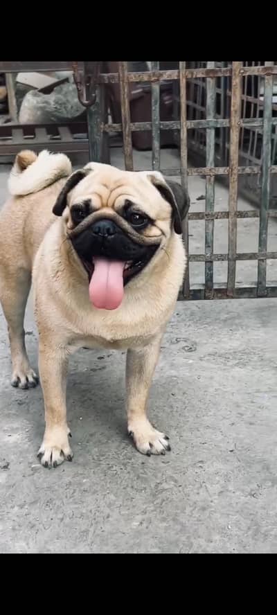 male pug for sale