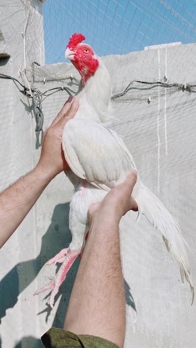 Parrot face Heera Breeder for sale