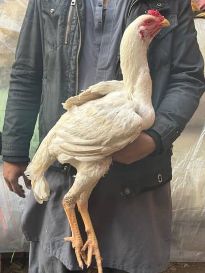 kandhari 03097124869