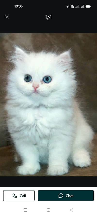 Persian cat 2 month age My WhatsApp number 0323.88. 11.932for sale