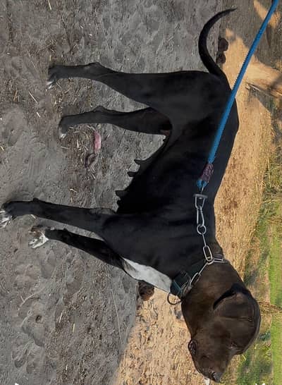 Pakistani bully female for sale