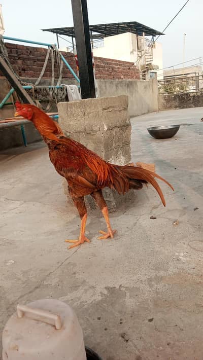 Aseel Eggs Thai and Sindhi cross