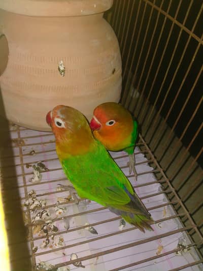 love birds