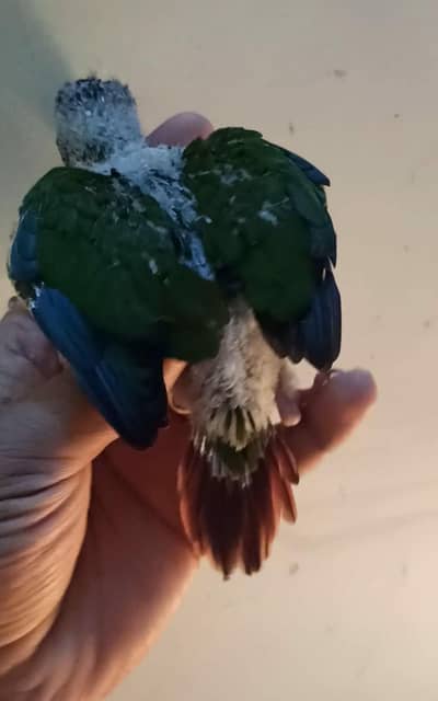 Green cheek conure available