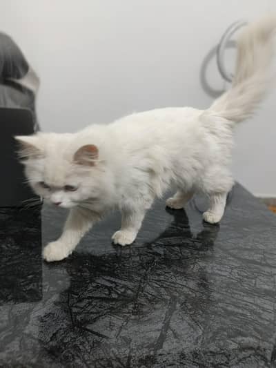 Persian white male available for sale age 5 month