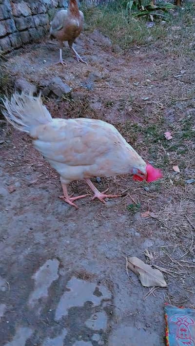 layer hen for sale