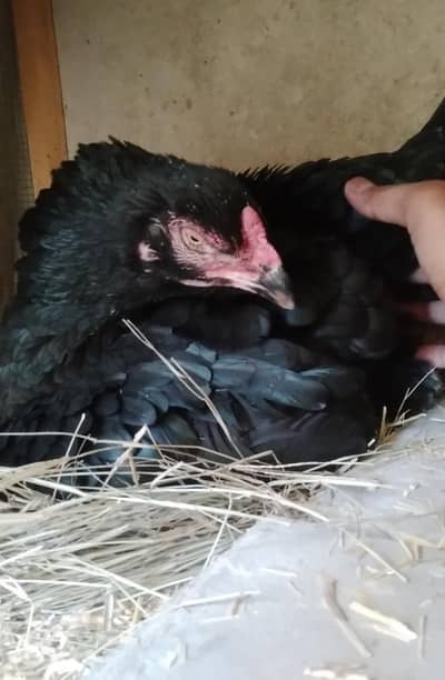 Pure lasani aseel  female