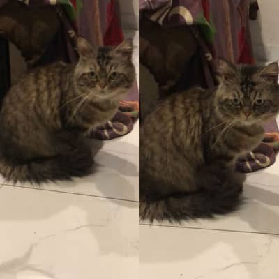SEMI PERSIAN CAT