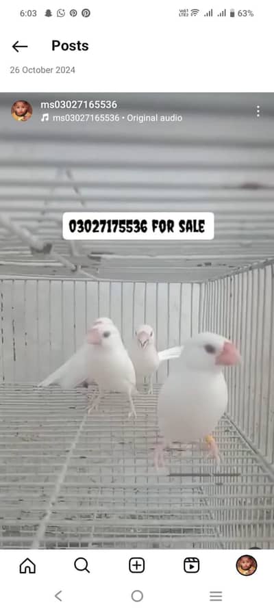 All Bird  for sale.
