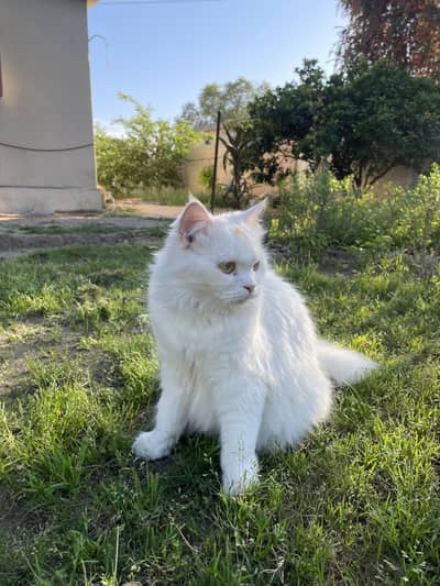pershian cat with yellow eyes