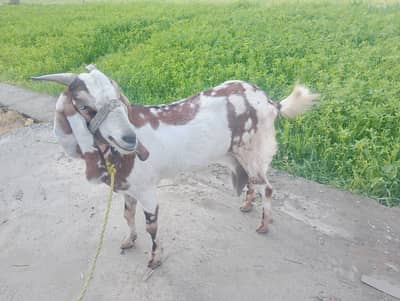 Beautiful Goat for milk