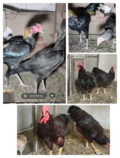 pure breed aseel  2 male heritage