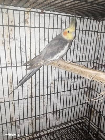 Cocktail Breeder Male