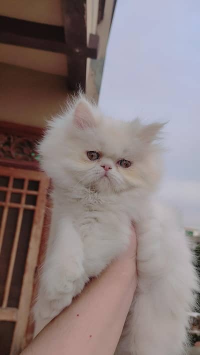 persian high quality female kitten