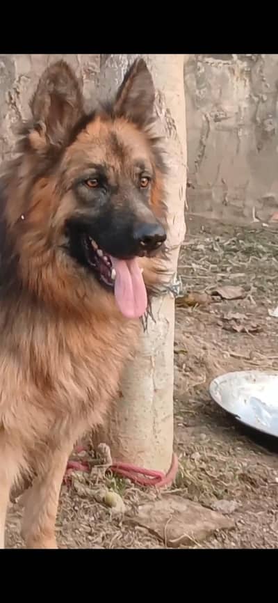 Germon shepherd Male pink pedigree Full Tripple Coat