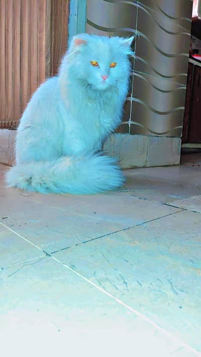 Persian Cat With Imported Accessories for sale in faisalabad