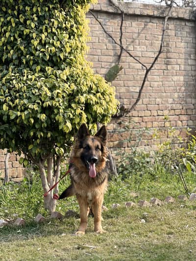 German shepherd female dog