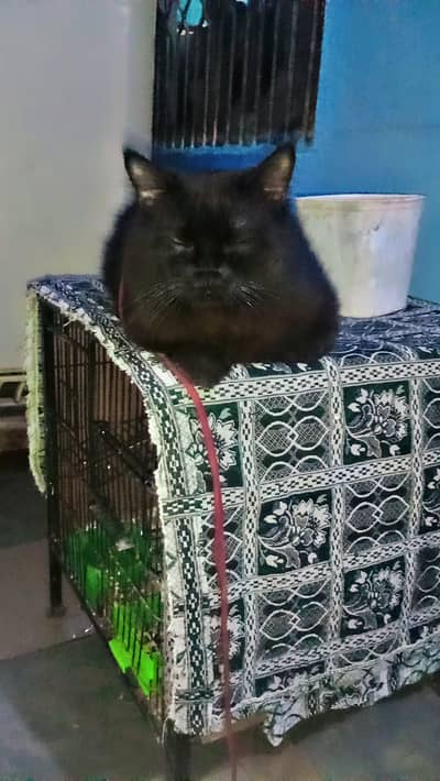 black and brown persian cross cat for sale