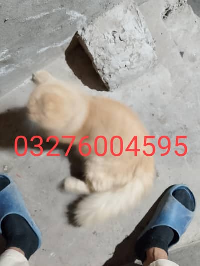 brown cat male for sale