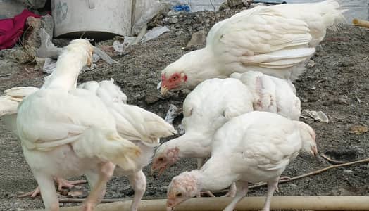 Pure Aseel Heera chicks and Hen urgent for sale