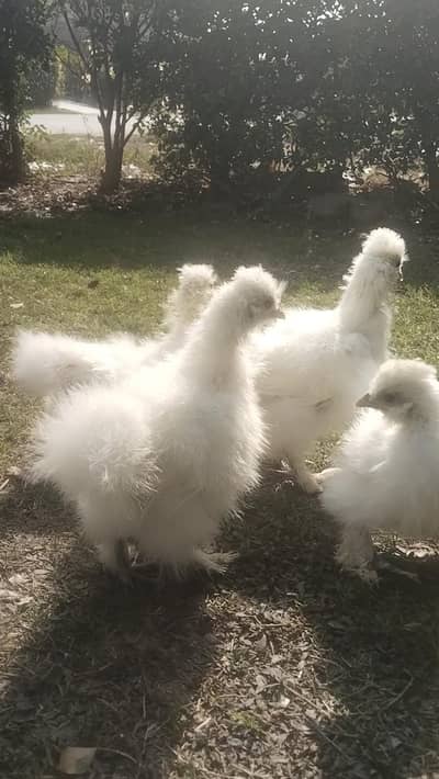 Maa sha Allah top quality white silkie chicks