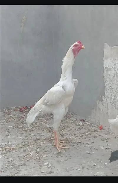 aseel shamo for sell. 0345 5047810