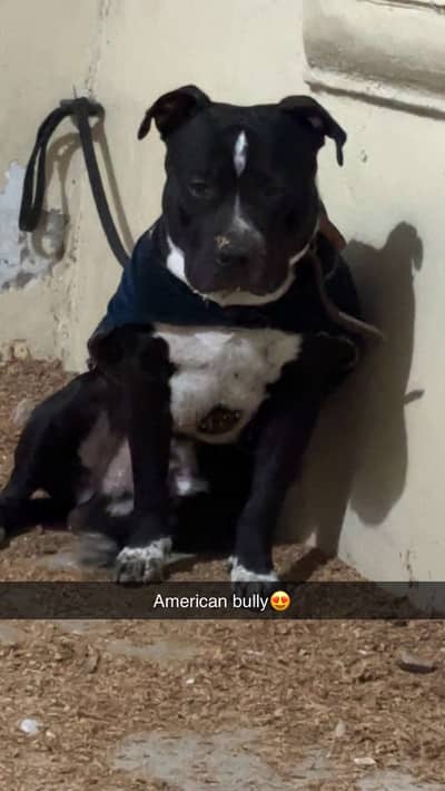 Pitbull male for stud