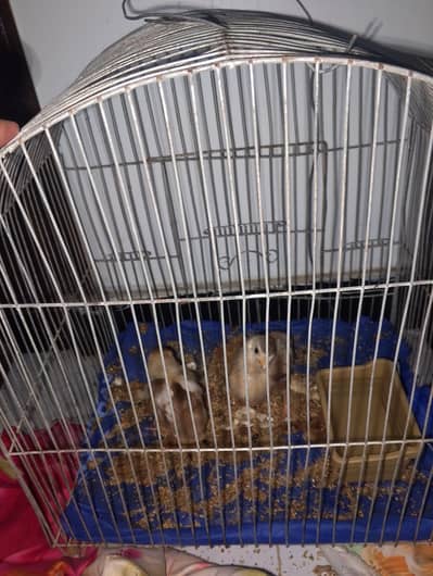 beautiful chicks pair