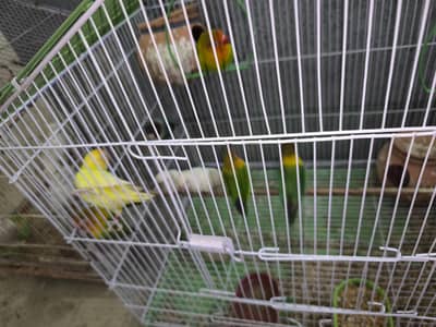 Eno Cocktail pair , Budgies , Love birds