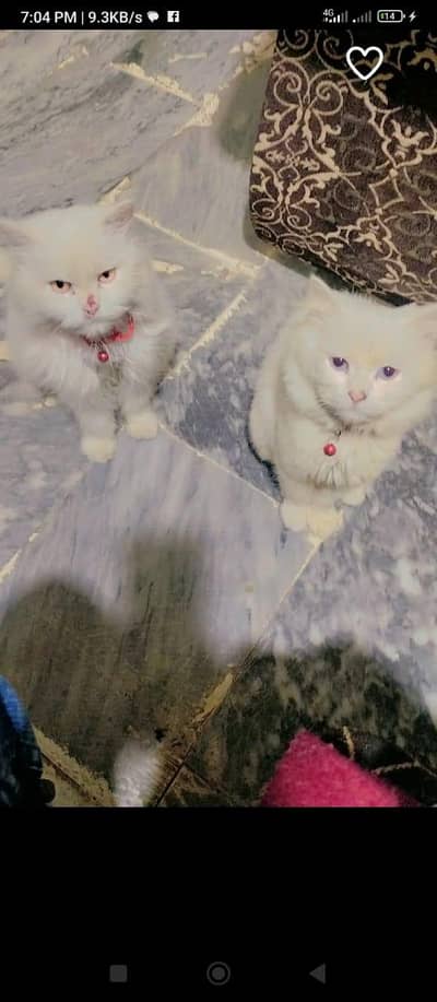 pair urgent for sale