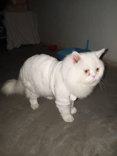 bored k Lia jis bhai ko chaiya ho rabta karin