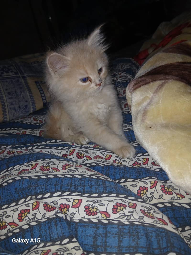 Persian tripal code. 0